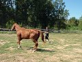 para Veterinario 9 de agosto