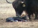 Yak Cow K011 Giving Birth