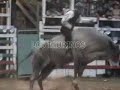 LOS TAURINOS TOROS PROTAGONISTAS FINAL 07 P1 LOS TAURINOS TOROS PROTAGONISTAS FINAL 07 P1