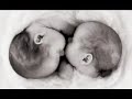 Anne Geddes : Just born b...