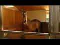 Olympische paarden in Drenthe