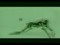 Autechre - Second Bad Vibel(Chris Cunningham)