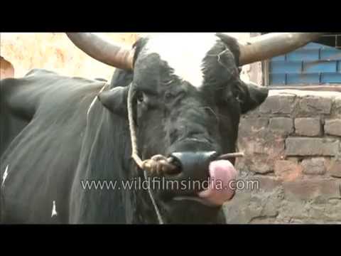 سكس بنات مع حيوانات تحميل افلام مجانا