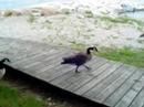videos de Canadian Geese
