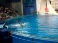 Les dauphins!!!!