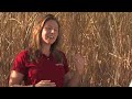 Miscanthus: Can I Plant Some? Miscanthus: Can I Plant Some?