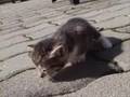 Katzenkinder