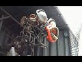Dead Chickens 02