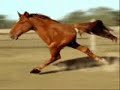Horsey