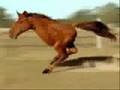 Horsey