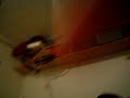 video sko..;l