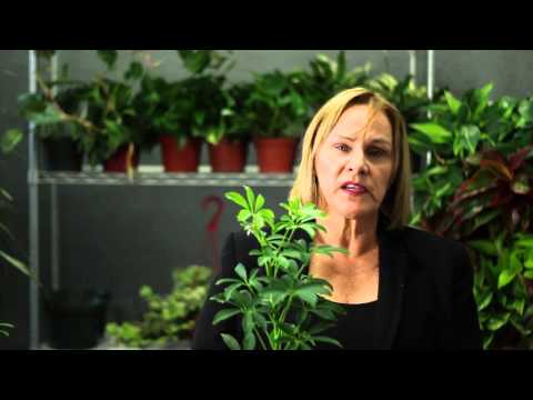 how to replant a schefflera