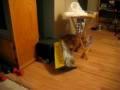 videos de Cat in a Bag