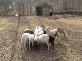 sheep2.mpg sheep2.mpg