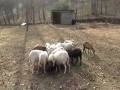 sheep2.mpg