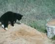 Memories of Cat Fofó's babyhood - Fofó cica gyermekkora