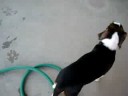 Beagle puppies