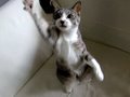 Cat-playing-with-fea