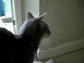 videos de Teegra