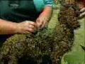 Topiary Planting by Green Piece Wire Art
