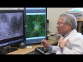 Ken Yamada, NIH - Cellular Movement and Assembly