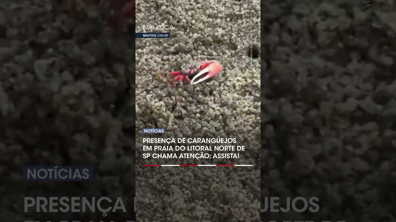 Vídeo: praia do Litoral Norte de São Paulo é tomada por caranguejos!