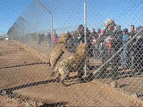 hyena