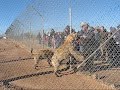 Laughing Hyenas