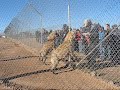 Laughing Hyenas