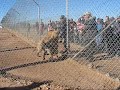 Laughing Hyenas