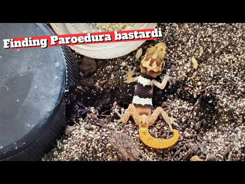 YouTube reptile video