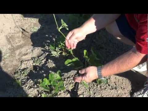 how to transplant strawberry plant runners