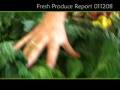 Organic Feast Fresh Produce Report 17/11/08