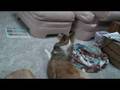 Hilarious dog sings along to Andy Griffith Show theme