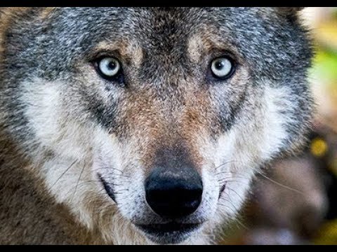 Wölfe in Tripsdrill: Wie gefährlich ist der Wolf?