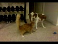 Cooper and Marshall