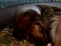 collie-rough-od-Moht