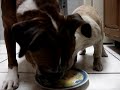 Making a veggie shake for our dogs: the final product
