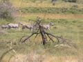 Lov Afrika  - Zebra Grévyho (Equus grevyi)  - video