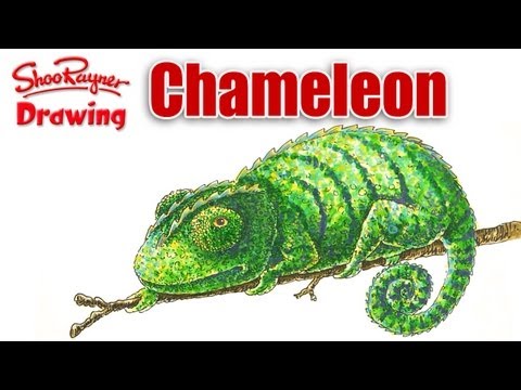 How to draw a Chameleon