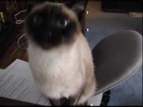 siamese yawn