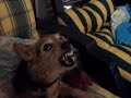 Psychopathe Dog Psychopathe Dog