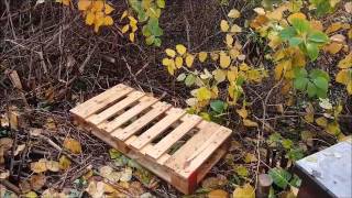 Clearing area for more hives