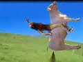 Poop in the Field Poop in the Field
