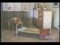 come-si-corica-un-bravo-cagnolino.html