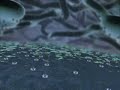 C�lula humana/Human cell