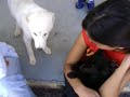 Animais Abandonados