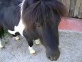 Animais Abandonados Animais Abandonados