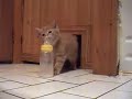 le biberon et les chatons