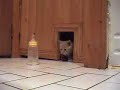 le biberon et les chatons